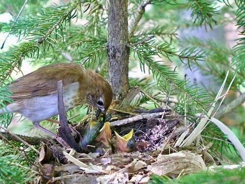 Hermit Thrush (Catharus guttatus) feeding 4 chicks by pverdonk is licensed under CC BY-NC 2.0.